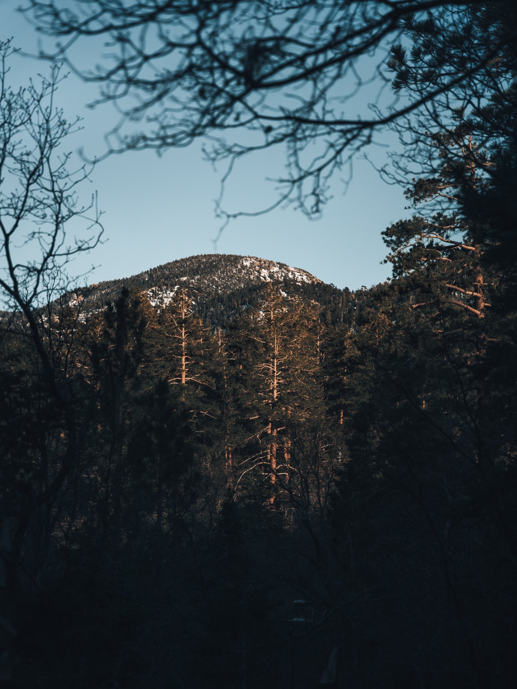 A sunlit Big Bear peak framed by tall pines and bare branches