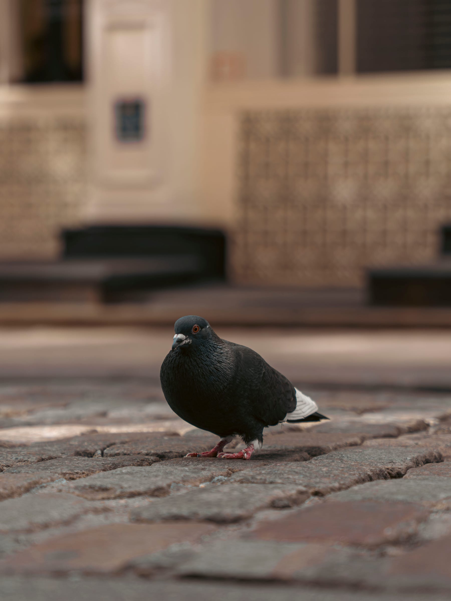 A lone pigeon standing on worn cobblestones in soft city light