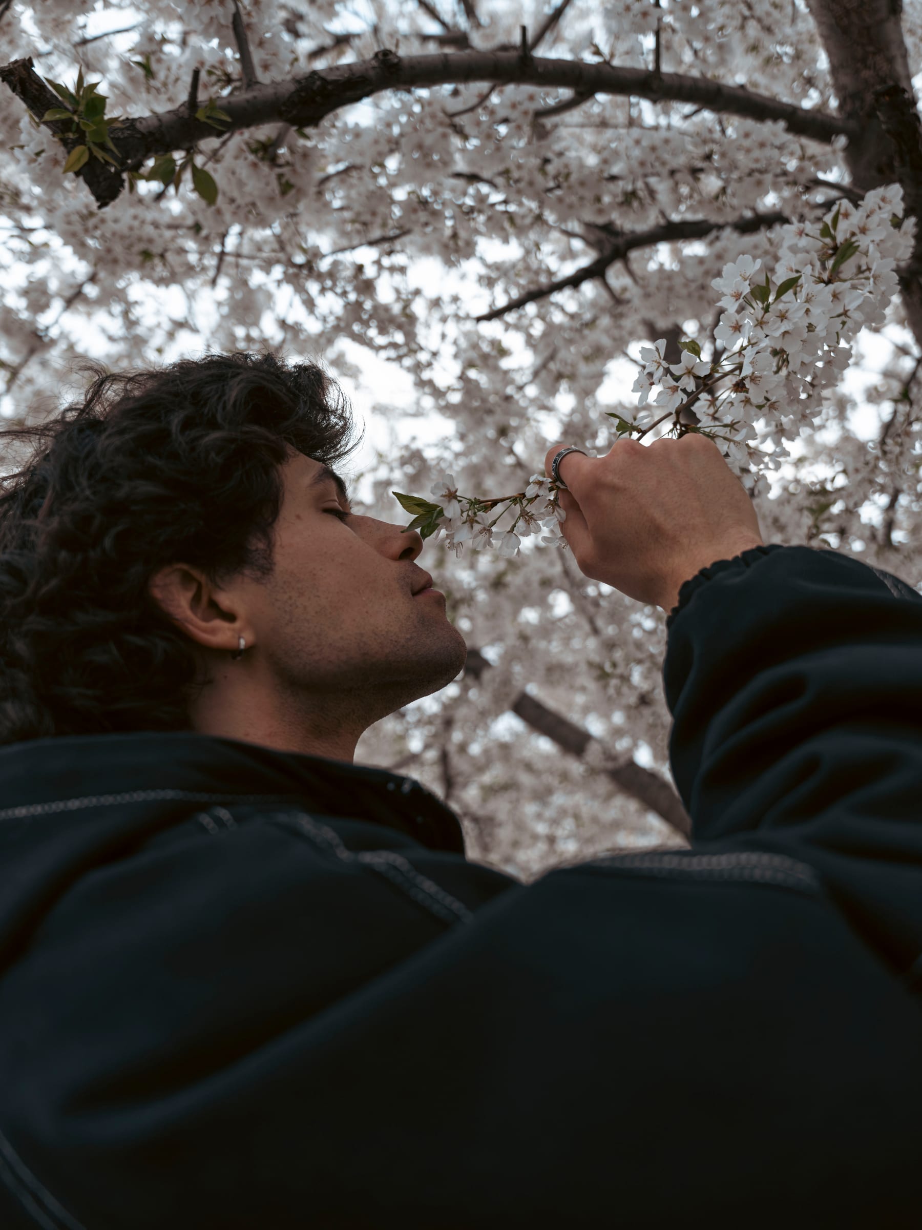 A young man leaning into a branch of white cherry blossoms