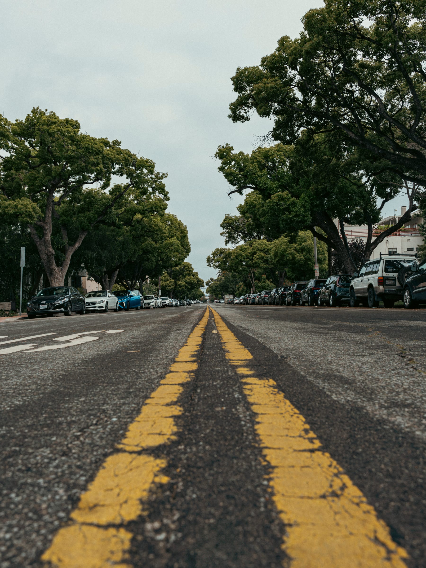 Empty street with double yellow lines beneath arching green trees