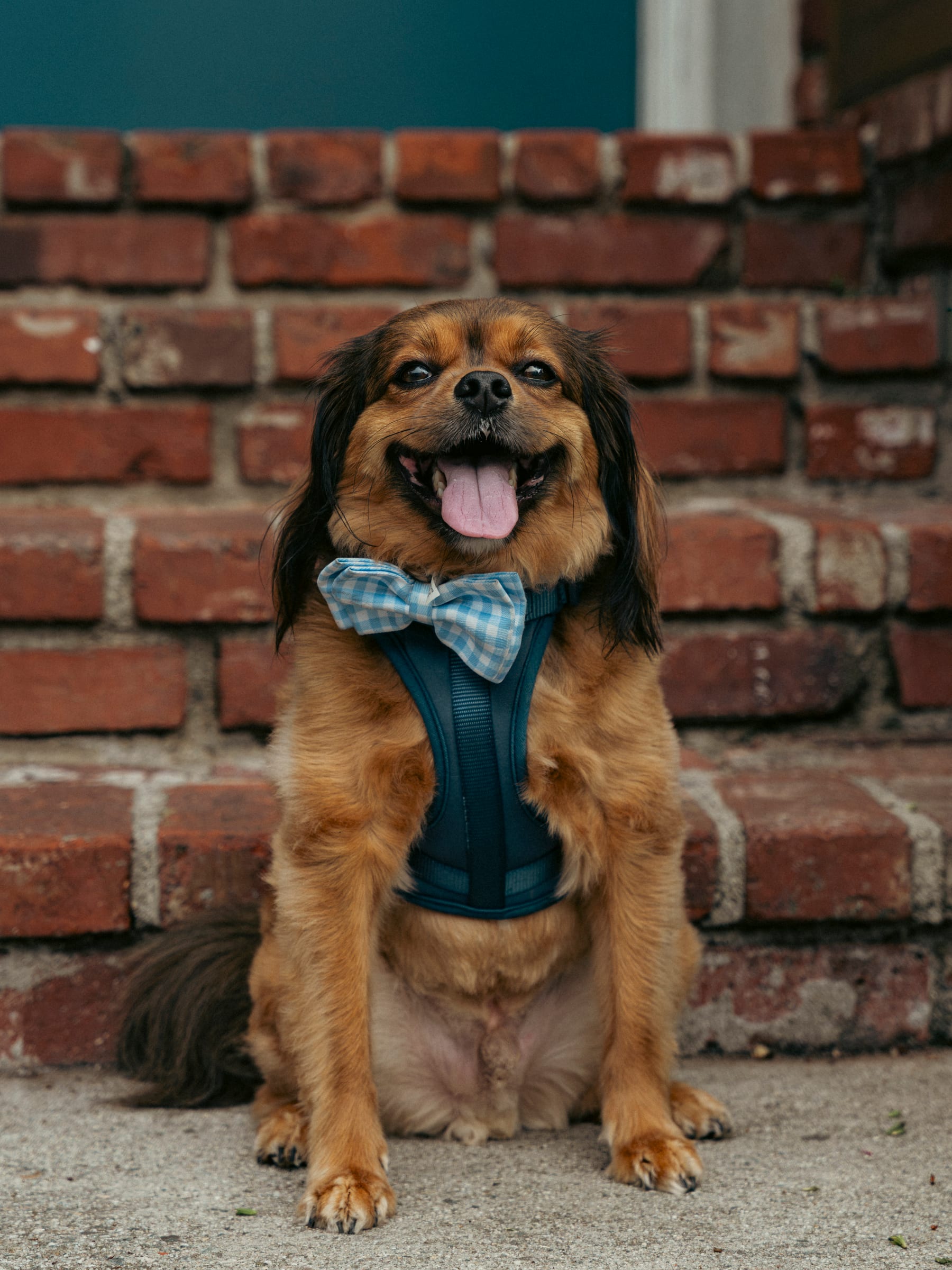 A spaniel in a plaid bow tie sitting against a red brick wall