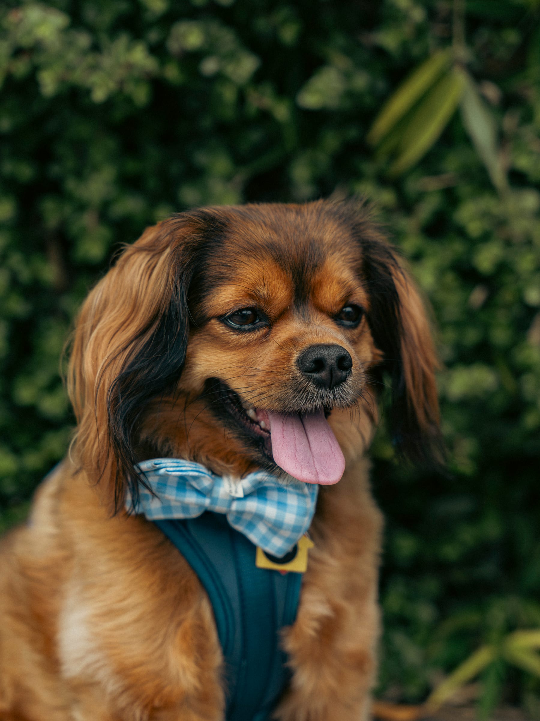 Portrait of a spaniel in a plaid bow tie against deep green foliage