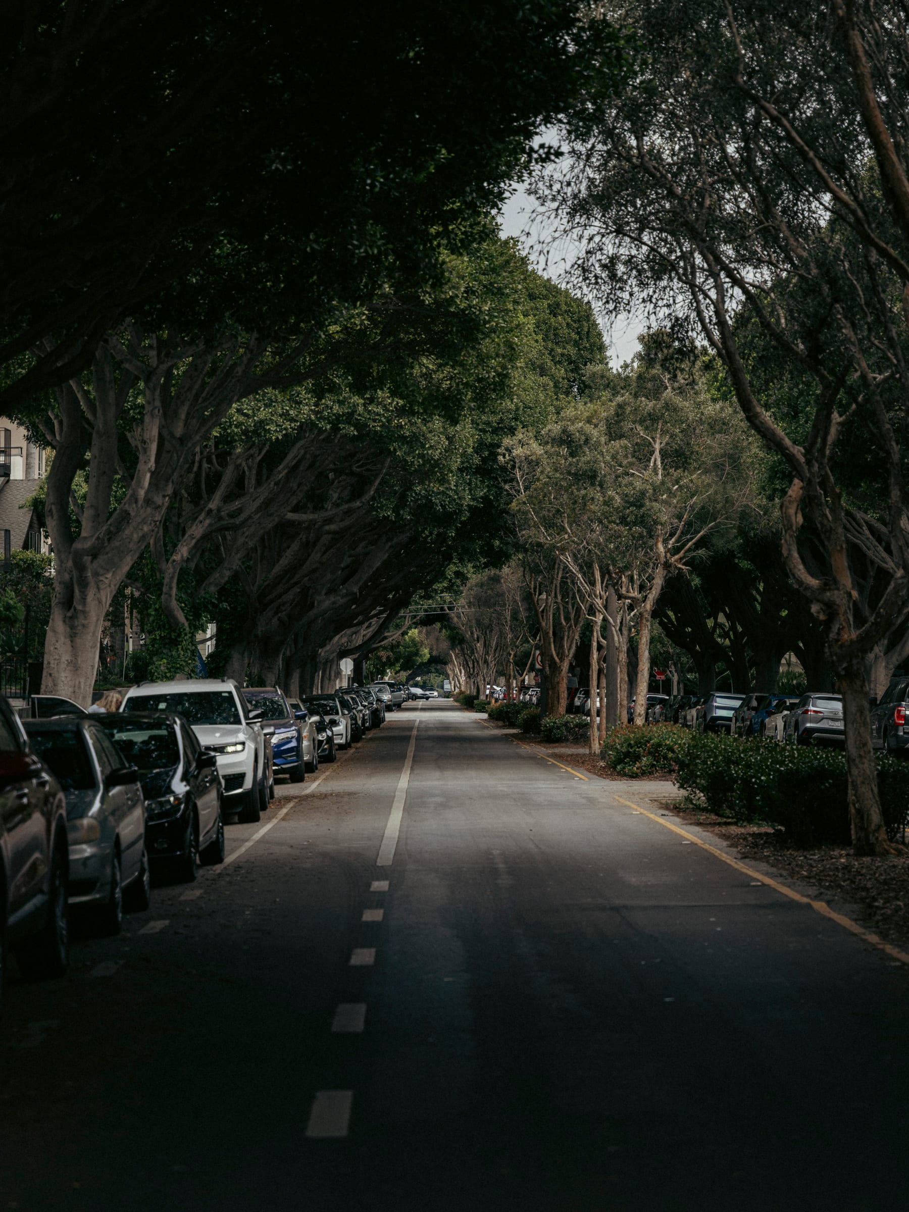 Cars parked beneath a dense canopy of arching street trees