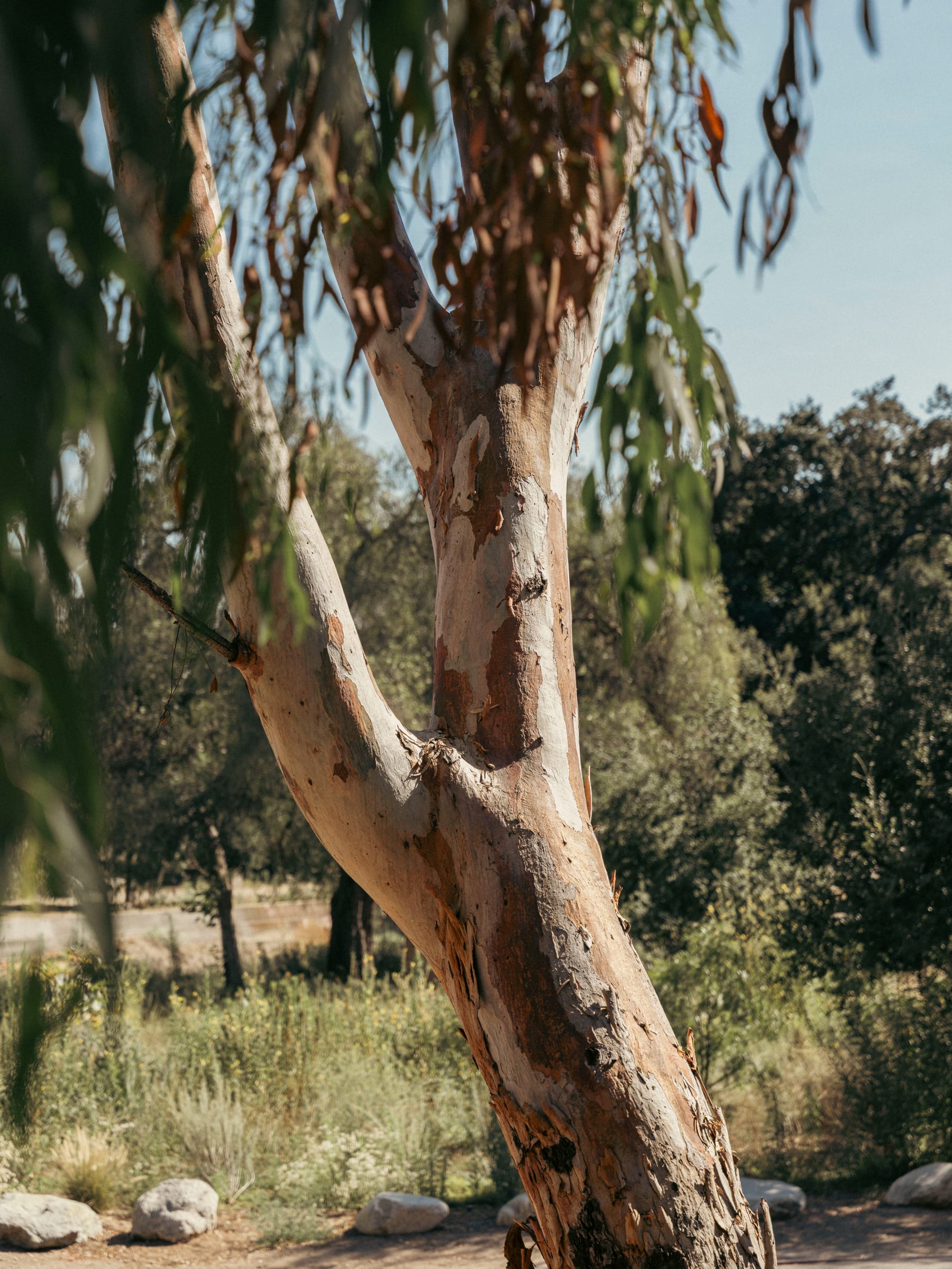 Peeling eucalyptus trunk catching afternoon light in a green park clearing