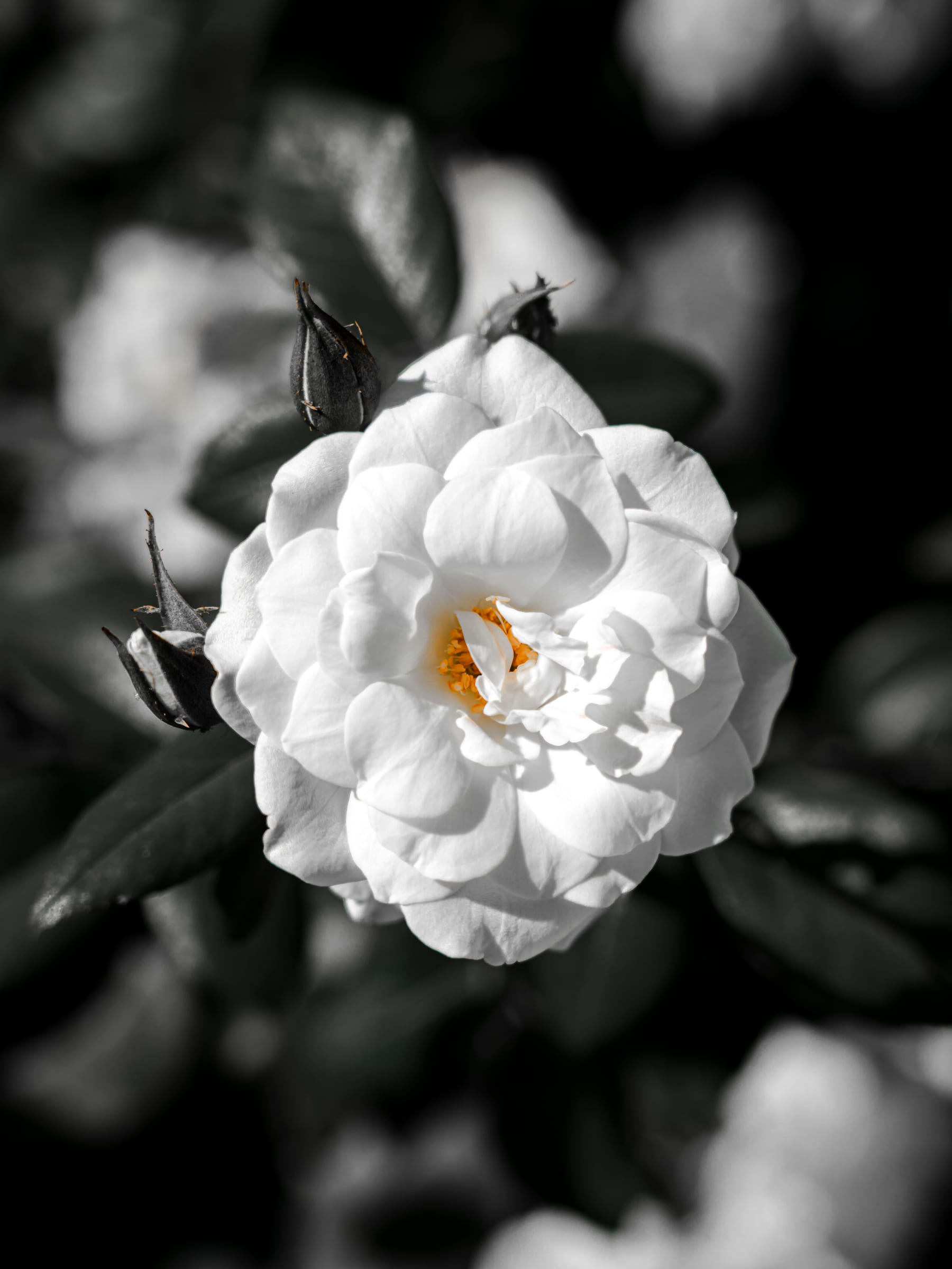 A white rose in full bloom against dark green foliage